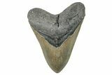 Serrated, Fossil Megalodon Tooth - North Carolina #272397-1